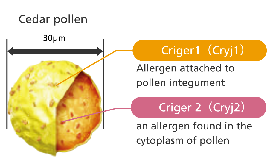 Ceder pollen