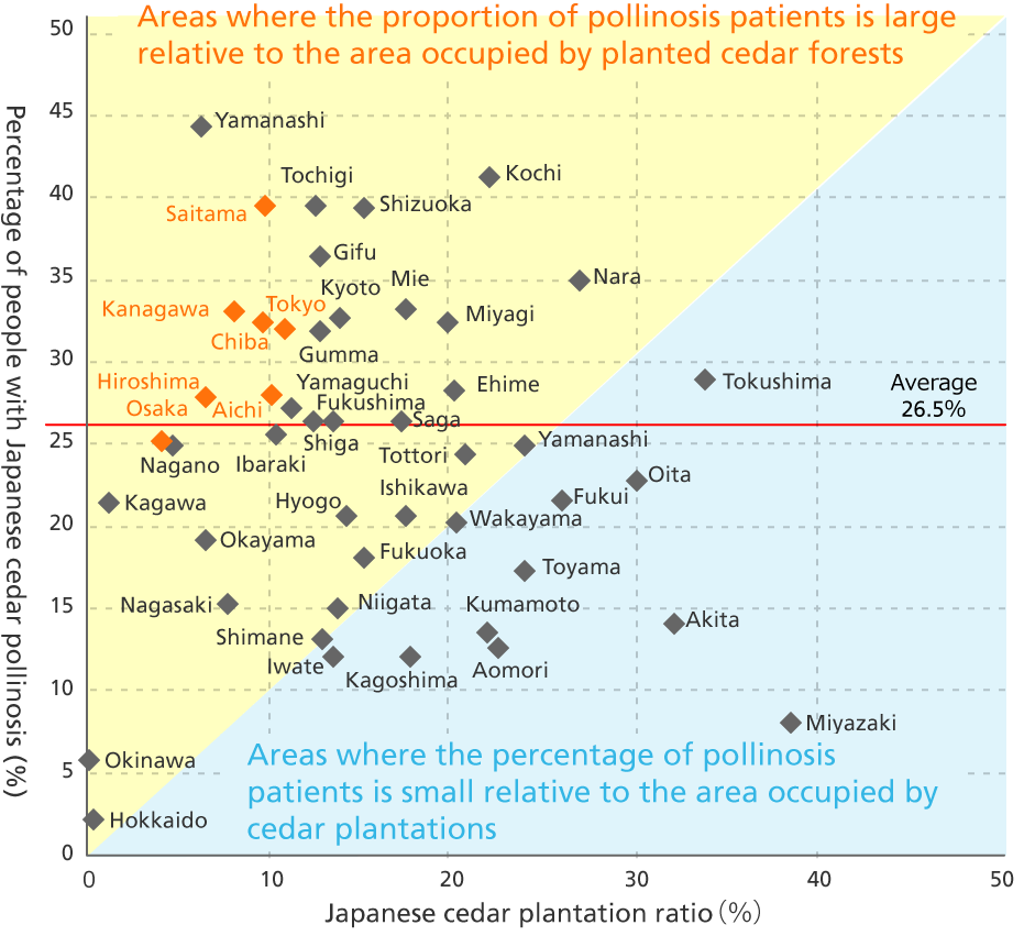 Japanese Cedar Plantation Forests