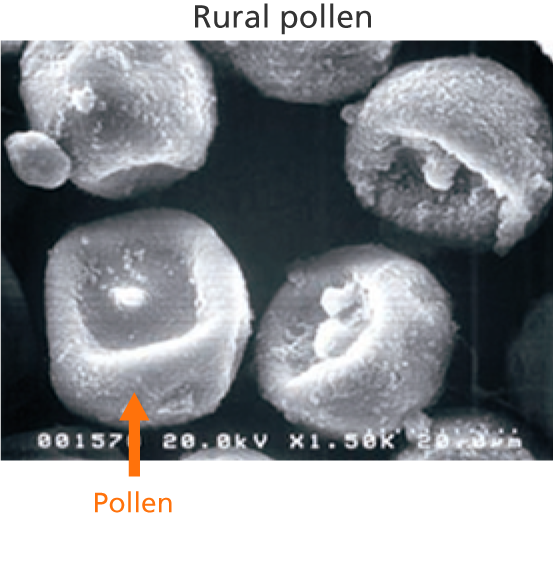 Rural pollen