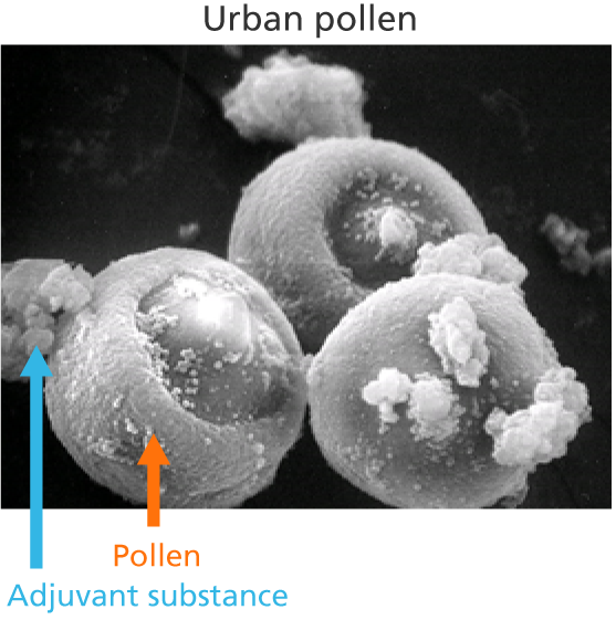 Urban pollen
