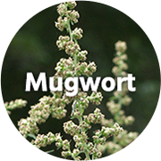 Mugwort