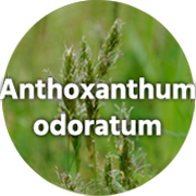 Anthoxanthum odoratum