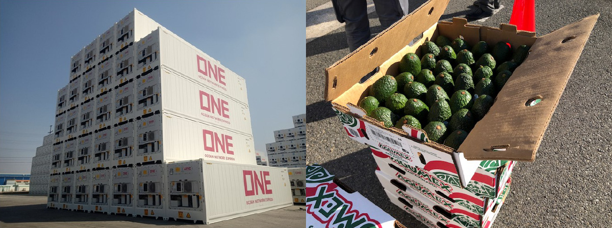 Amazing Technology Leads to “Upsurge in Avocado Consumption” | Daikin
